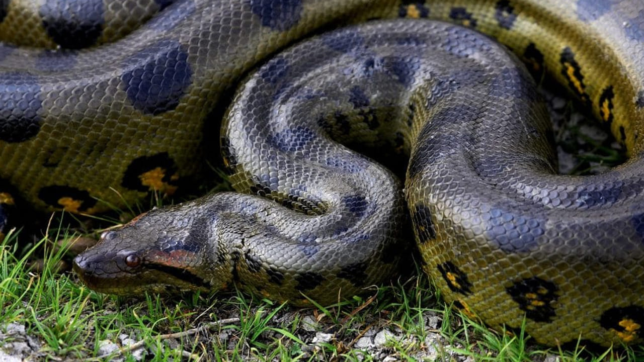 అంతేకాదు సంభోగం సమయంలో ఆడపాము పూర్తి డామినేషన్ చూపిస్తుందట. అయితే ఆడ పాము.. మగ పాము కంటే నాలుగైదు రెట్లు పెద్దగా ఉండటంతో.. ఆ కార్యం అనంతరం అది మగపామును తినేస్తుంది. ఇది ఆడపాముకు కావాల్సినంత శక్తిని ఇస్తుంది. ఆడ ఆకుపచ్చ అనకొండలు సాధారణంగా 15 అడుగుల పొడవు వరకు పెరిగి, 70 నుండి 170 పౌండ్ల బరువు ఉంటాయి, కొన్ని అయితే 29 అడుగుల వరకు పొడవు పెరుగుతాయి. దీనికి విరుద్ధంగా, మగవి సాధారణంగా 9 నుంచి 14 అడుగుల పొడవు పెరిగి, 30 నుండి 70 పౌండ్ల బరువు ఉంటాయి. 
