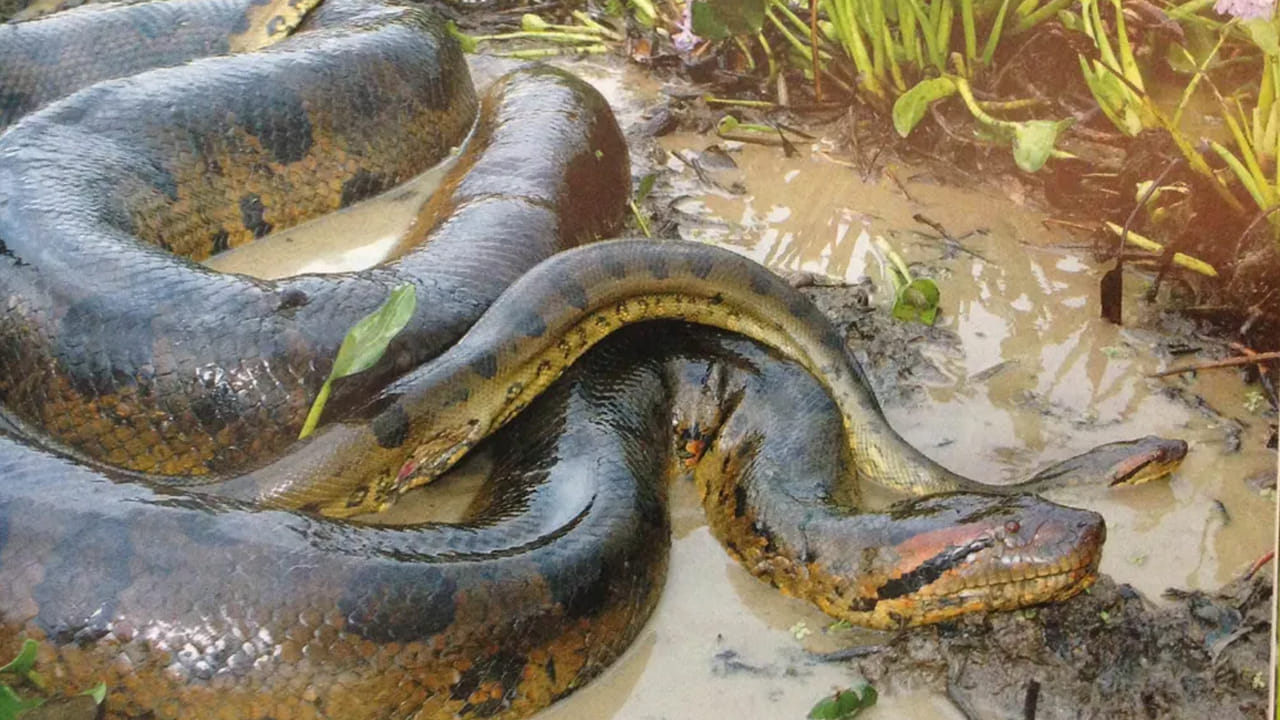 ఇక్కడ మరో ఆసక్తికర విషయం చెప్పాలి. చనువుగా మెలగాలనే కోరిక తొలుత ఆడపాముల్లోనే వ్యక్తమవుతుంది గతంలో చాలా పరిశోధనలు వెల్లడించాయి.  ఆడ అనకొండ కుబుసం విడిచే సమయంలో ఫెరోమోన్స్‌ను రిలీజ్ చేస్తుంది. ఆ వాసన మగ పాములకు తెలిసిపోతుంది. వాటి సాయంతో అవి ఆడ పాము పరిమాణాన్ని తెలుసుకుంటాయి. ఆడ పాము పెద్దగా ఉండడం వల్ల ఎక్కువ గుడ్లు పెట్టి పిల్లలకు జన్మనిస్తుంది. అందుకే మగ పాము పెద్ద ఆడ పాము కనిపించగానే దాని కోసం అన్వేషణ మొదలుపెడుతుంది.
