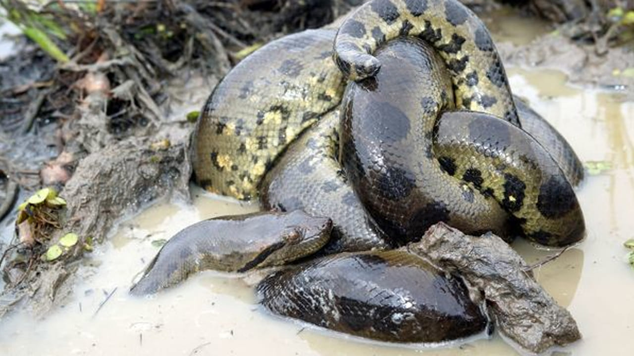 ఆకుపచ్చ అనకొండలకు "బ్రీడింగ్ బాల్" అని పిలువబడే ఒక ప్రత్యేకమైన సంభోగ పద్ధతి ఉంది. ఈ ప్రక్రియలో, అనేక మగ అనకొండలు, కొన్నిసార్లు 10 నుంచి 15 వరకు, ఒకే ఆడ అనకొండ చుట్టూ చుట్టుకొని, సంభోగించే అవకాశం కోసం పోరాడతాయి. ఆడ అనకొండ మధ్యలో ఉంటుంది. ఈ పోటీ గంటల తరబడి లేదా రోజుల తరబడి కూడా కొనసాగవచ్చు. సాధారణంగా ఒక మగ అనకొండ మాత్రమే గుడ్లను ఫలదీకరణం చేయడంలో విజయం సాధిస్తుంది, కానీ ఇంతమంది పోటీదారులు ఉండటం వలన అత్యంత పోటీతత్వ వాతావరణం ఏర్పడుతుంది. ఈ అధిక ఒత్తిడితో కూడిన వ్యవహారం కూడా ఆడపామును మగపామును తినేయడానికి సంబంధం ఉండవచ్చని శాస్త్రవేత్తలు భావిస్తున్నారు, అయినప్పటికీ దాని కచ్చితమైన కారణాలు ఇంకా అస్పష్టంగానే ఉన్నాయి.
