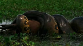 సంభోగం తరువాత ఆడ అనకొండ మగ పామును ఎందుకు చంపుతుంది?