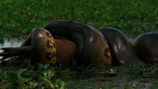 సండే స్పెషల్..  హైదరాబాదీ చికెన్ గ్రేవీ.. ఇలా వండితే అదిరిపోద్దీ!