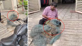 పందులు రాకుండా ఇంటి చుట్టూ వల పెడితే.. ఏవో చప్పుళ్లు వినిపించాయ్.