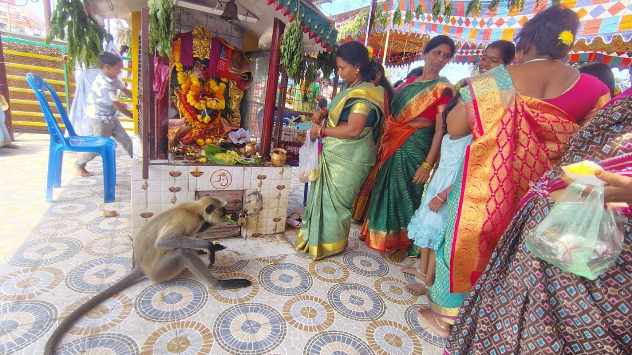 సాధారణం గా కోతులు, కొండముచ్చులను కూడా కొందరు మచ్చిక చేసుకుని తమ సొంత పనులు చేయిస్తూ ఉంటారు.కానీ ఇక్కడ ఎవరి ప్రమేయం లేకుండానే కొండముచ్చు గుడి దగ్గరకు వచ్చి నేరుగా పూజలో పాల్గొంది మానవుల లాగే అమ్మవారిని దర్శించుకుంది.