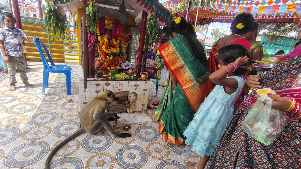 అదే సందర్భంలో తాజాగా పశ్చిమగోదావరి జిల్లాలో అమ్మవారి కుంకుమ పూజల్లో కొండముచ్చు పాల్గొనటం భక్తుల తో కలిసి పూజలు చేయటం చర్చనీయాంశంగా మారింది. అక్కడ మహిళలు చేసినవిధంగానే కొండముచ్ చుకూడా అవే పనులు చేస్తూ ఆశ్చర్యాన్ని కలిగించింది.