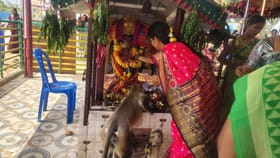 గుడిలో మహిళలు పూజ చేస్తుండగా సడెగ్‌ ఎంట్రీ ఇచ్చిన కొండముచ్చు..