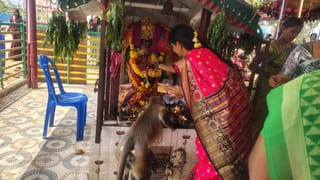 గుడిలో మహిళలు పూజ చేస్తుండగా సడెన్‌గా ఎంట్రీ ఇచ్చిన కొండముచ్చు.. తర్వాత జరిగింది చూసి..