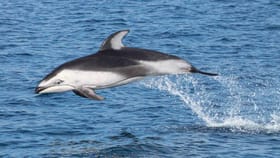 నోరులేని జీవుల ‘ఆత్మహత్య’ వెనుక ఉన్న కన్నీటి గాథలివే!