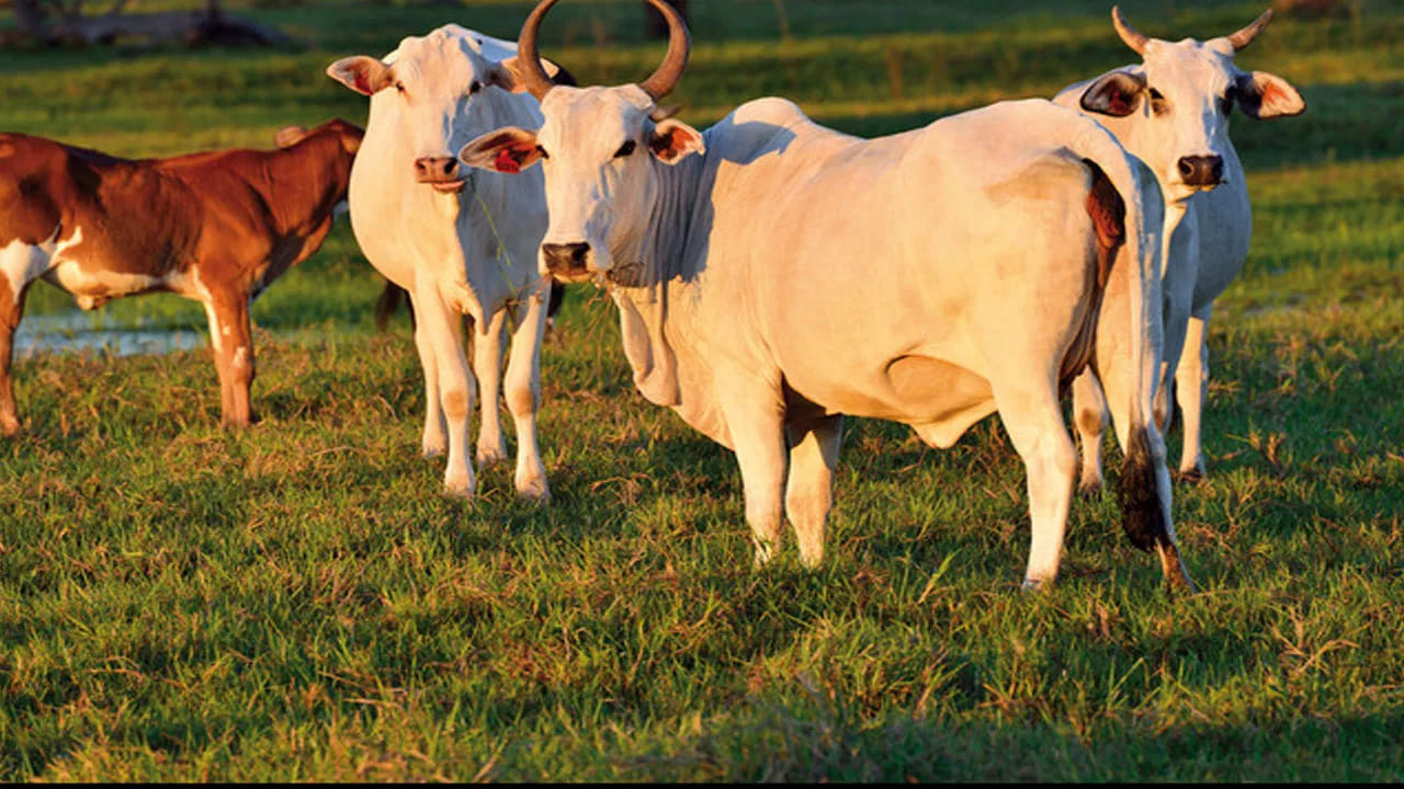 ఆవు: 

హిందూ సంప్రదాయంలో ఆవును ఎంతో పవిత్రంగా భావిస్తారు. ఇంట్లో ఆవును పెంచుకోవడం లేదా ఆవుకు సేవ చేయడం వల్ల లక్ష్మీదేవి కటాక్షం లభిస్తుందని చెబుతారు. ఇది కుటుంబానికి శాంతి, సంపద, శ్రేయస్సును తీసుకువస్తుందని నమ్మకం.
