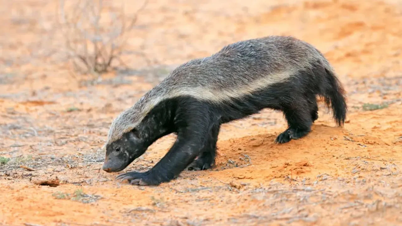 హనీ బ్యాడ్జర్: గిన్నిస్ బుక్ ఆఫ్ వరల్డ్ రికార్డ్స్ ప్రకారం.. ఇది ప్రపంచంలోనే అత్యంత భయం తెలియని జంతువు. దీని చర్మం ఎంత మందంగా ఉంటుందంటే నాగుపాము కోరలు దానిని ఛేదించలేవు. ఒకవేళ నాగుపాము కాటు వేసినా హనీ బ్యాడ్జర్ కొద్దిసేపు స్పృహ కోల్పోయి, మళ్ళీ లేచి ఆ పామునే ఆరగిస్తుంది.