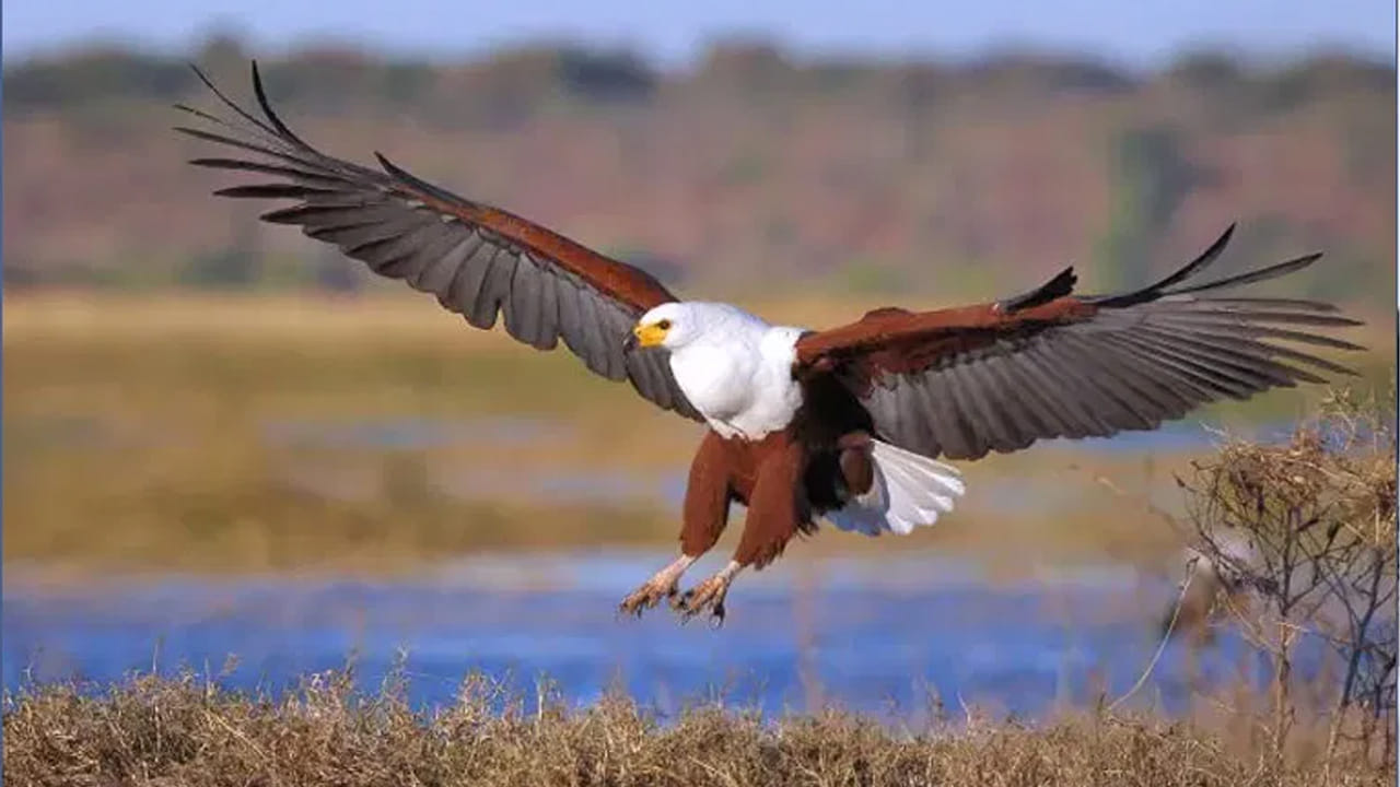 గద్ద: నేల మీద నాగుపాము ఎంత వేగంగా ఉన్నా, ఆకాశం నుండి వచ్చే గద్ద పంజా నుండి తప్పించుకోలేదు. గద్ద తన బలమైన గోర్లతో పాము మెడను గట్టిగా పట్టుకుని గాలిలోకి ఎగిరిపోతుంది. పాము తిరగబడే లోపే దాని కథ ముగుస్తుంది.