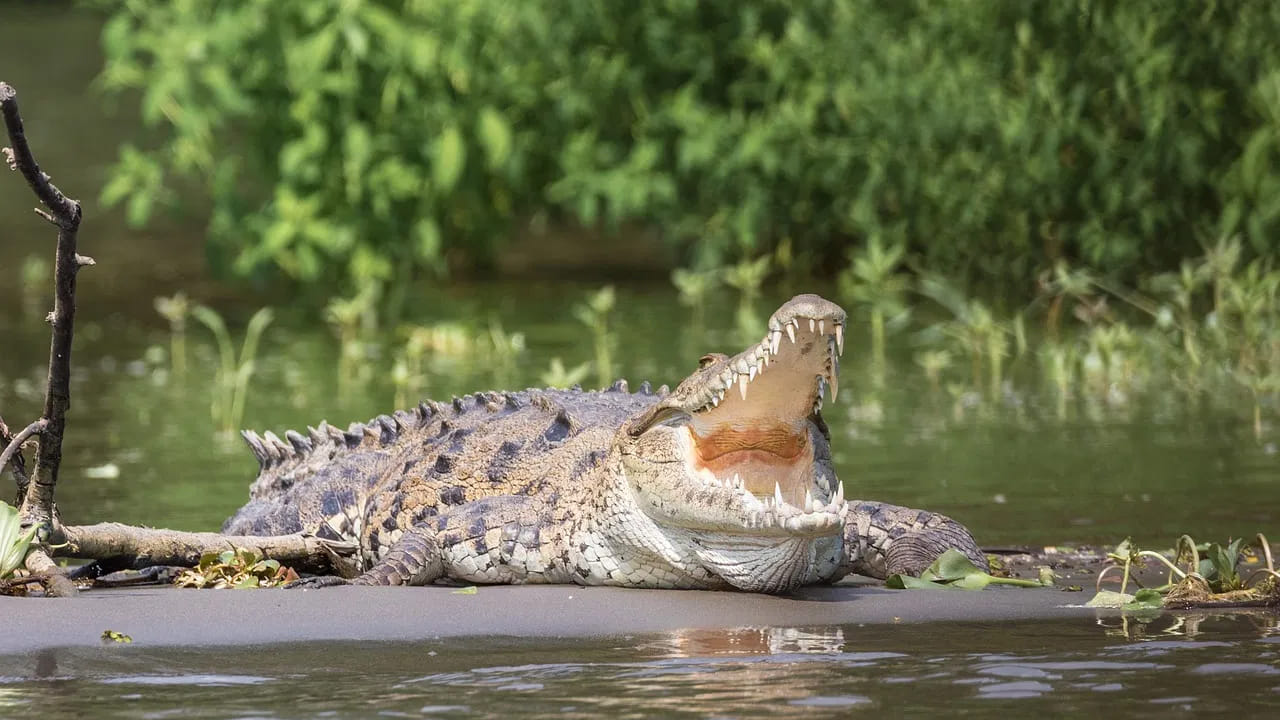 మొసలి: నాగుపాము ఒకవేళ నీటిలోకి వెళ్తే అక్కడ మొసలి రూపంలో దానికి ముప్పు పొంచి ఉంటుంది. మొసలి చర్మం అత్యంత కఠినంగా ఉండటం వల్ల పాము విషం లోపలికి వెళ్లదు. మొసలి తన దవడలతో ఒక్కసారి పట్టుకుంటే, నాగుపాము విముక్తి పొందడం అసాధ్యం.