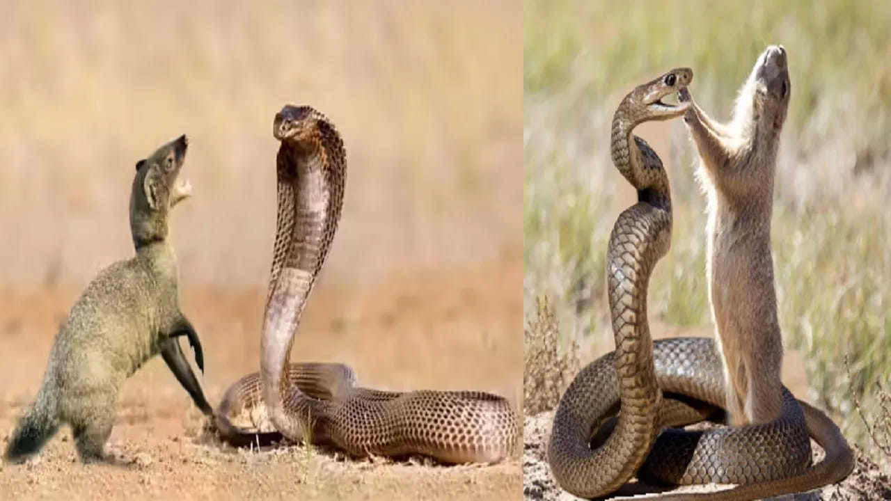 
ముంగీస: పాము-ముంగీస పోరాటం గురించి తెలియని వారు ఉండరు. ముంగీసకు ఉన్న వేగం, చురుకుదనం నాగుపాముకు అతిపెద్ద శాపం. ఇది పాము కాటు వేసేలోపే దాని తలను పట్టుకోగలదు. ముఖ్యంగా ముంగీస రక్తంలోని ఎసిటైల్కోలిన్ గ్రాహకాలు పాము విషానికి వ్యతిరేకంగా పోరాడే శక్తిని కలిగి ఉంటాయి. అందుకే పాము కాటు వేసినా వీటికి పెద్దగా ప్రమాదం జరగదు.
