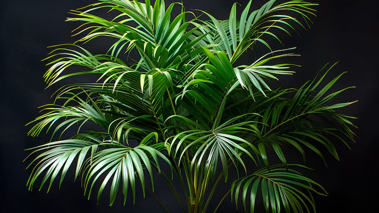 అరెకా పామ్ (Areca Palm): దీనిని సహజమైన 'హ్యూమిడిఫైయర్' అని పిలుస్తారు. ఇది గాలిలో తేమను విడుదల చేయడం ద్వారా పొడి గాలిని చల్లబరుస్తుంది. లివింగ్ రూమ్‌లో దీనిని ఉంచడం వల్ల గది ఉష్ణోగ్రత సమతుల్యంగా ఉంటుంది.