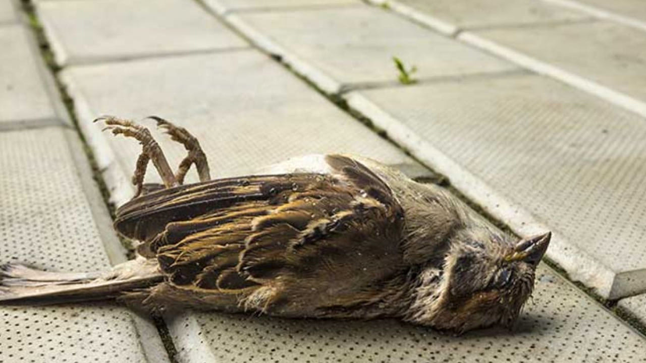 అలాగే ఇంటి పై కప్పుపై చనిపోయిన పక్షులు కనిపించడం అస్సలే మంచిది కాదంట. ఇది శని లేదా రాహు, కేతువు ప్రతి కూల ప్రభావాన్ని సూచిస్తుంది. దీని వలన ఇంటిలోని వారు అనారోగ్య సమస్యలకు గురి అవ్వడం, మానసిక అశాంతి, ఆర్థిక సమస్యలు ఎక్కువ అవుతాయంట. ఇలాంటి సంకేతాలు కనిపించినప్పుడు, ఇంటిని ఉప్పు నీటితో తుడిచి, ప్రతి నిత్యం పూజలు చేయాలంట.