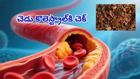 అర్జున బెరడు..చెడు కొలెస్ట్రాల్‌, గుండె సమస్యలపై గాండీవం..!