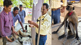 కొండముచ్చుకు గుండెపోటు.. సీపీఆర్‌తో పునర్జన్మను ప్రసాదించిన వైద్