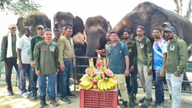 ఎలిఫెంట్ క్యాంప్‌లో ఘనంగా గున్న ఏనుగు పుట్టినరోజు వేడుకలు