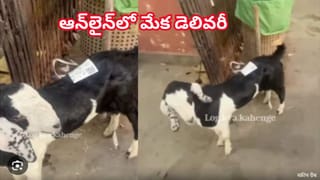 రీల్స్ పిచ్చితో దారుణం.. పసిబిడ్డను స్కూటీ డిక్కీలో పెట్టి సీటు మూసేసిన గొప్ప తల్లి! ఆ తర్వాత