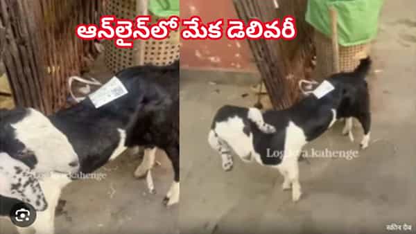 వార్నీ ఇదెక్కడి విడ్డూరంరా సామీ.. ఆన్లైన్లో ఇవి కూడా డెలివరీ చేస్తారా..? ఆర్డర్ బిల్ చూసి షాక్ తింటున్న నెటిజన్లు!