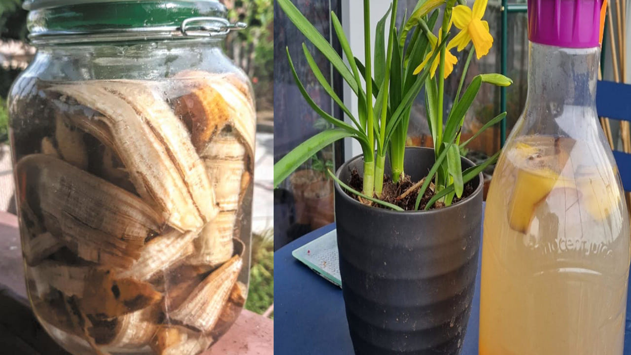 అరటిపండు తొక్కల ఎరువు (Banana Peel Fertilizer): అరటి తొక్కల్లో పొటాషియం అధికంగా ఉంటుంది. ఇది పూలు పూసే మొక్కలకు చాలా అవసరం. తొక్కలను చిన్న ముక్కలుగా కోసి నీటిలో రెండు రోజులు నానబెట్టి, ఆ నీటిని మొక్కలకు పోయండి. ఇది సహజమైన ఫ్లవర్ బూస్టర్‌గా పనిచేస్తుంది.