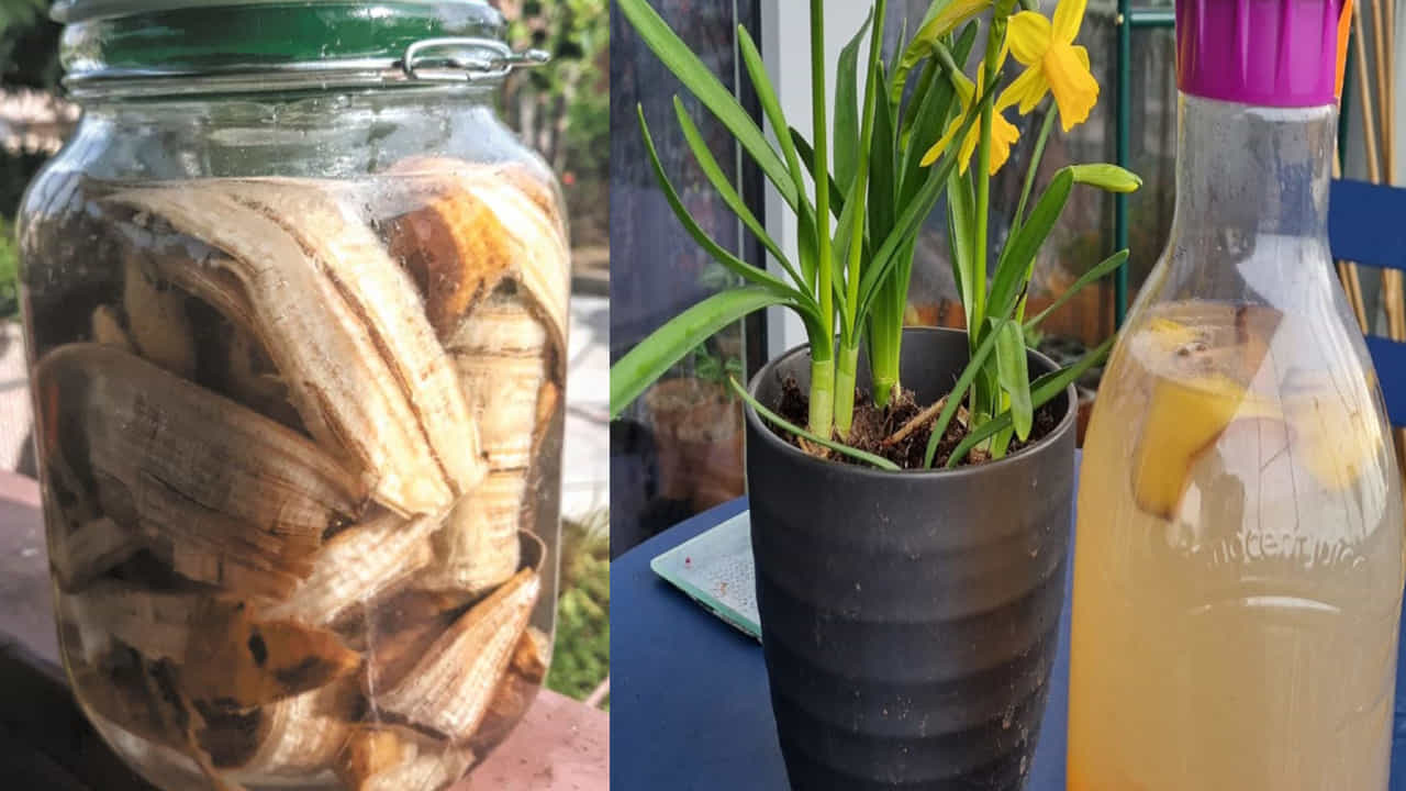 అరటిపండు తొక్కల ఎరువు (Banana Peel Fertilizer): అరటి తొక్కల్లో పొటాషియం అధికంగా ఉంటుంది. ఇది పూలు పూసే మొక్కలకు చాలా అవసరం. తొక్కలను చిన్న ముక్కలుగా కోసి నీటిలో రెండు రోజులు నానబెట్టి, ఆ నీటిని మొక్కలకు పోయండి. ఇది సహజమైన ఫ్లవర్ బూస్టర్‌గా పనిచేస్తుంది.