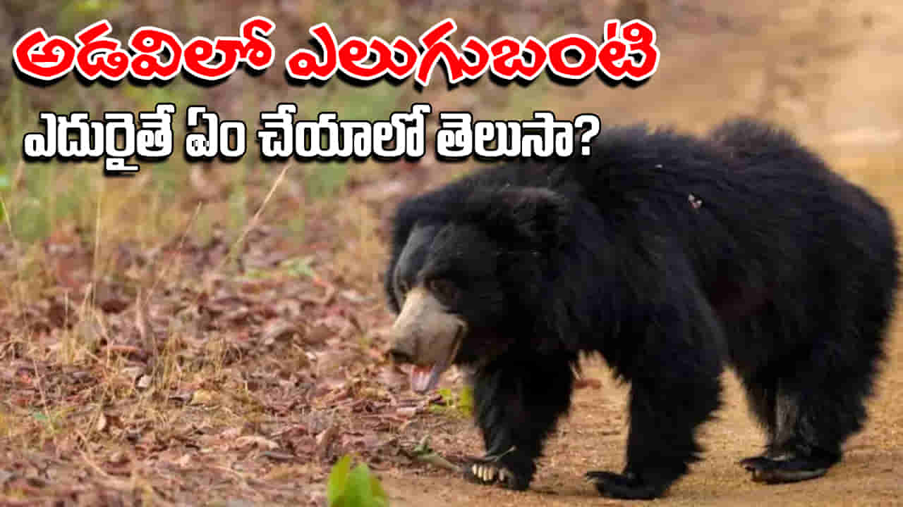 Bear Attack: అడవిలో ఎలుగుబంటి ఎదురైతే ఏం చేయాలి? ఇలా అస్సలు చేయకండి.. ప్రాణాలను కాపాడుకునే మార్గాలివే!
