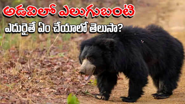 Bear Attack: అడవిలో ఎలుగుబంటి ఎదురైతే ఏం చేయాలి? ఇలా అస్సలు చేయకండి.. ప్రాణాలను కాపాడుకునే మార్గాలివే!