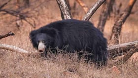 బీభత్సం సృష్టించిన ఎలుగుబంటి..!