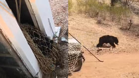 ఉదయాన్నే గ్రౌండ్‌లో వింత ఆకారం.. దగ్గరికెళ్లి చూసి పరుగో పరుగు..