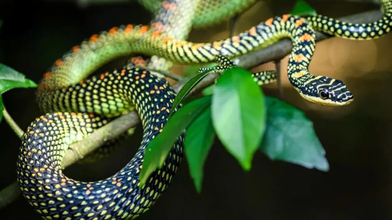 బ్లూ కోరల్ స్నేక్‌ను ప్రపంచంలోని అత్యంత అందమైన పాములలో ఒకటిగా పరిగణిస్తారు. ఈ పాము మలేషియా, థాయిలాండ్, సింగపూర్, ఇండోనేషియా వంటి దేశాలలో కనిపిస్తుంది. ఈ పాము శరీరంపై లేత నీలం రంగు చారలు ఉంటాయి. అయితే ఈ పాము చాలా విషపూరితమైనది. కాబట్టి దానికి దూరంగా ఉండటం మంచిది.