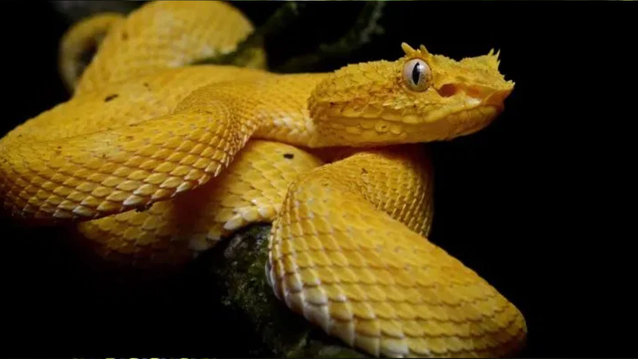 ఈ అందమైన పాము పేరు గ్రీన్‌ ట్రీ బోవా. ఈ పాము దక్షిణ అమెరికాలోని అమెజాన్ వర్షారణ్యంలో కనిపిస్తుంది. ఈ పాము చూడటానికి చాలా అందంగా ఉంటుంది. దీని రంగు ఆకుపచ్చ, తెలుపు రంగులో ఉంటుంది. బ్రెజిలియన్ ఇంద్రధనస్సు పాము కూడా చూడటానికి చాలా అందంగా ఉంటుంది. ఈ పాము బ్రెజిల్, దక్షిణ అమెరికాలో కనిపిస్తుంది.