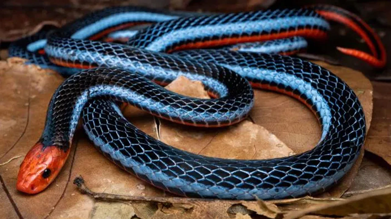 సూర్యకిరణ పాము కూడా చాలా అందంగా ఉంటుంది. ఇది తూర్పు ఆసియాలో కనిపిస్తుంది. ఈ పాముపై సూర్యకాంతి పడినప్పుడు అది ఇంద్రధనస్సులా ప్రకాశిస్తుంది. కళ్ళు లేని వైపర్ పాము కూడా చూసేందుకు భలే అందంగా ఉంటుంది. ఇది మధ్య అమెరికా, దక్షిణ అమెరికాలో కనిపిస్తుంది. ఈ పాము పసుపు రంగులో ఉంటుంది.