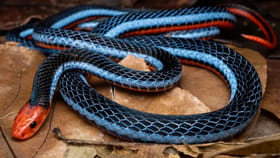 అందగత్తె పాములు.. మైమరచి చూస్తూ ఉంచిపోయారో మీ ప్రాణాలు హుష్‌!