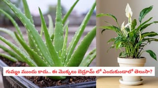 తీపి బొప్పాయి గుర్తించే సీక్రెట్ టిప్స్.. కొనేటప్పుడు ఈ విషయాలు తప్పక గుర్తించుకోండి