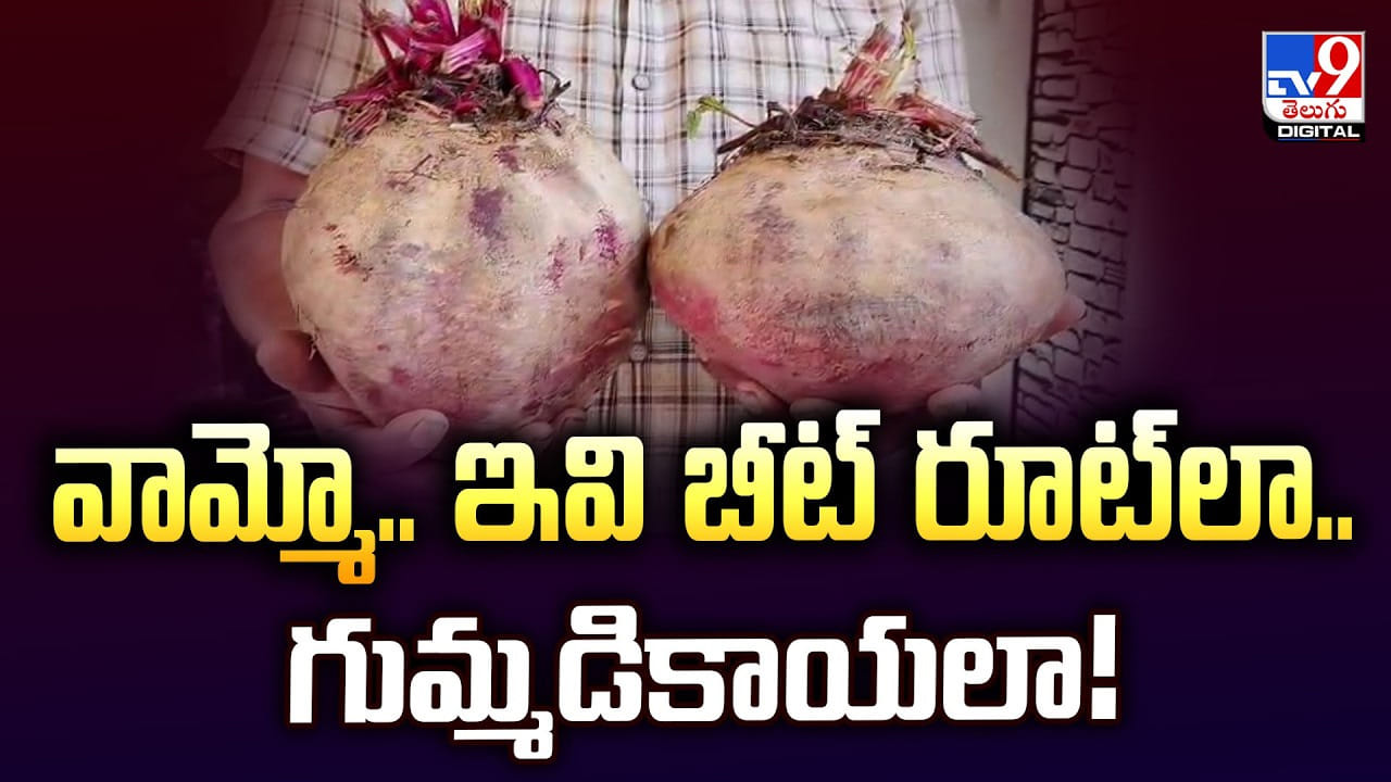 Viral Video: వామ్మో.. ఇంత ఉందేంటి.. ఇవి బీట్ రూట్‌లా.. గుమ్మడికాయలా