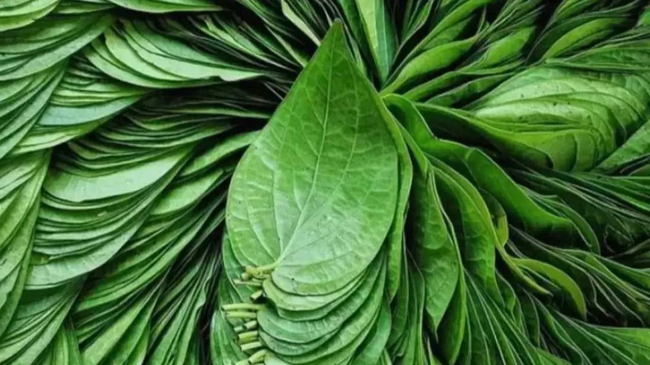 కడుపునకు కూడా మేలు చేస్తుంది: పాన్ తినడం వల్ల జీర్ణక్రియ కూడా మెరుగుపడుతుంది. పాన్ నమలడం లాలాజలం ఉత్పత్తిని ప్రేరేపిస్తుంది. ఇది జీర్ణ ఎంజైమ్‌లను ఉత్తేజపరుస్తుంది. దీనివల్ల గ్యాస్, ఎసిడిటీ, మలబద్ధకం వంటి సమస్యల నుండి ఉపశమనం లభిస్తుంది. అందుకే ప్రజలు తరచుగా భోజనం తర్వాత పాన్ తినడానికి ఇష్టపడతారు.