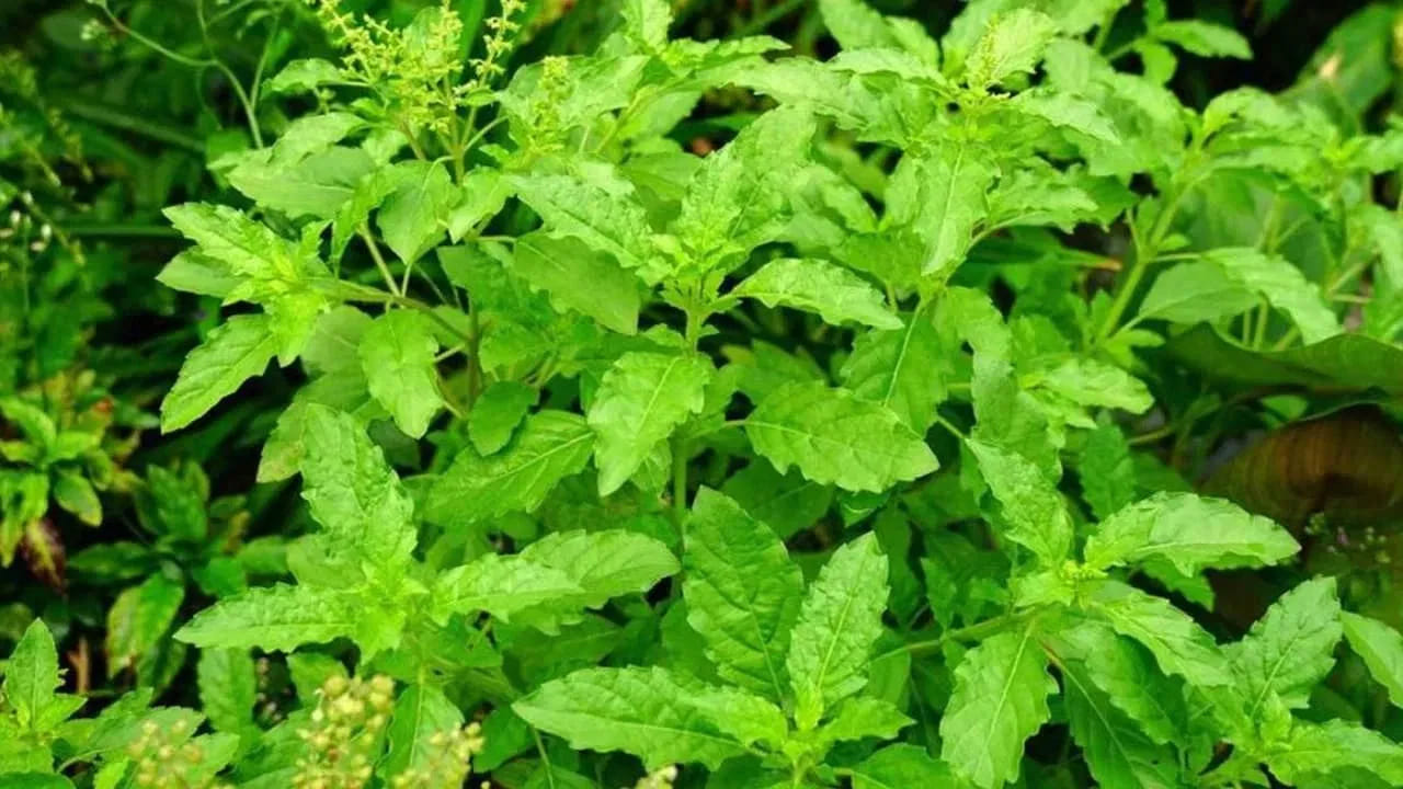 గుర్తుంచుకోవాల్సిన విషయాలు: తులసి మొక్క ఎండిపోతే వెంటనే దాన్ని తొలగించి, నదిలో లేదా పారే నీటిలో కలపాలి. ఎండిన మొక్క ఇంట్లో ఉండటం వాస్తు దోషంగా పరిగణిస్తారు. తులసి కోట చుట్టుపక్కల ప్రాంతం ఎప్పుడూ శుభ్రంగా ఉండాలి. అక్కడ చెప్పులు విడవడం లేదా మురికి వస్తువులను ఉంచడం వంటివి చేయకూడదు. ఈ నియమాలను పాటిస్తూ తులసిని పూజించే ఇంట్లో డబ్బుకు ఎప్పుడూ కొరత ఉండదని, లక్ష్మీనారాయణుల అనుగ్రహం ఎల్లప్పుడూ ఉంటుందని పండితులు చెబుతున్నారు.