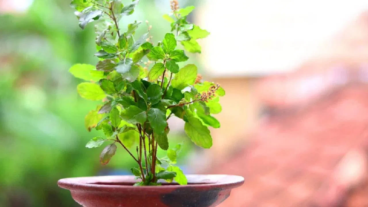 పూజా నియమాలు - జాగ్రత్తలు: తులసి కోటను ఇంట్లో ఉంచుకున్న వారు ప్రతిరోజూ కొన్ని నియమాలను పాటించాలి. ప్రతిరోజూ ఉదయం స్నానం చేసిన తర్వాతే తులసికి నీటిని సమర్పించాలి. అయితే ఆదివారాలు, ఏకాదశి రోజుల్లో మాత్రం తులసికి నీరు పోయకూడదని శాస్త్రం చెబుతోంది.
