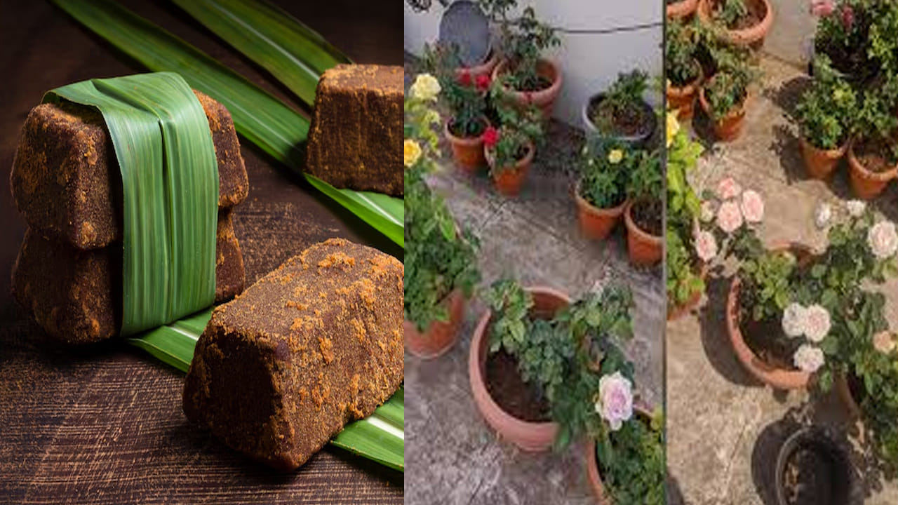 మొక్కలు ఏపుగా పెరగాలంటే ఈ ఒక్కటి చాలు.. ఇలా వాడితే మీ గార్డెన్ బంగారమే..!