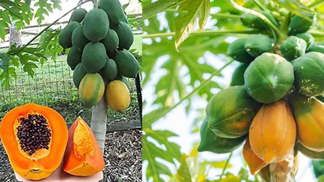 బరువు తగ్గాలనుకునే వారికి: బొప్పాయిలో కేలరీలు తక్కువ, ఫైబర్ ఎక్కువ. ఇది తిన్న తర్వాత కడుపు నిండుగా ఉన్న అనుభూతిని కలిగిస్తుంది, తద్వారా అతిగా తినడాన్ని అరికట్టి బరువు తగ్గడానికి సహకరిస్తుంది.