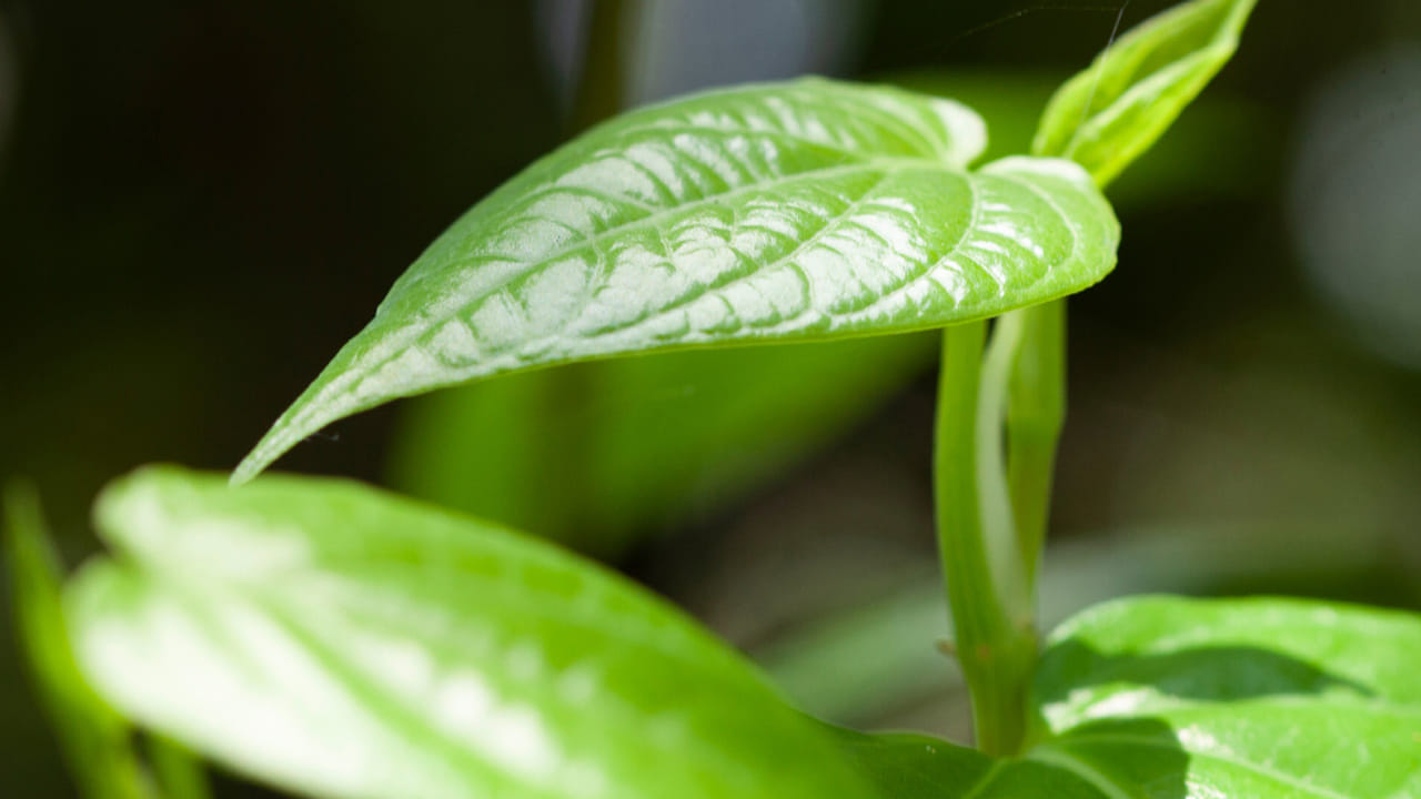 అబ్రకదబ్ర.. ఒక్క ఆకుతో ఇన్ని లాభలా..? ఉదయాన్నే ఇలా చేస్తే ఆ రోగాలకు ఓం భీం బుష్ అంతే..