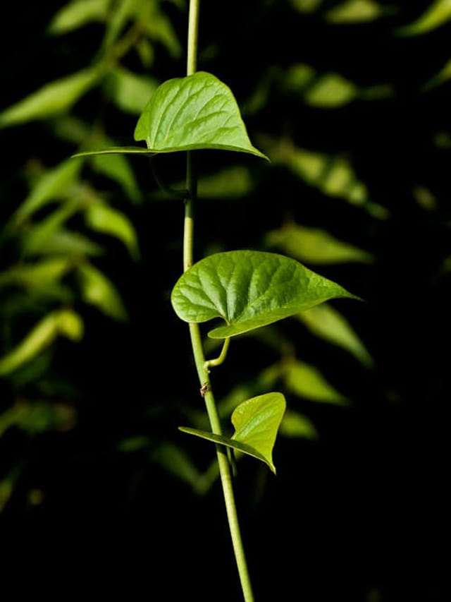 ఇంట్లో ఈ చెట్టు ఉంటే ఒంట్లో సగం రోగాలు నయమైనట్లే..!