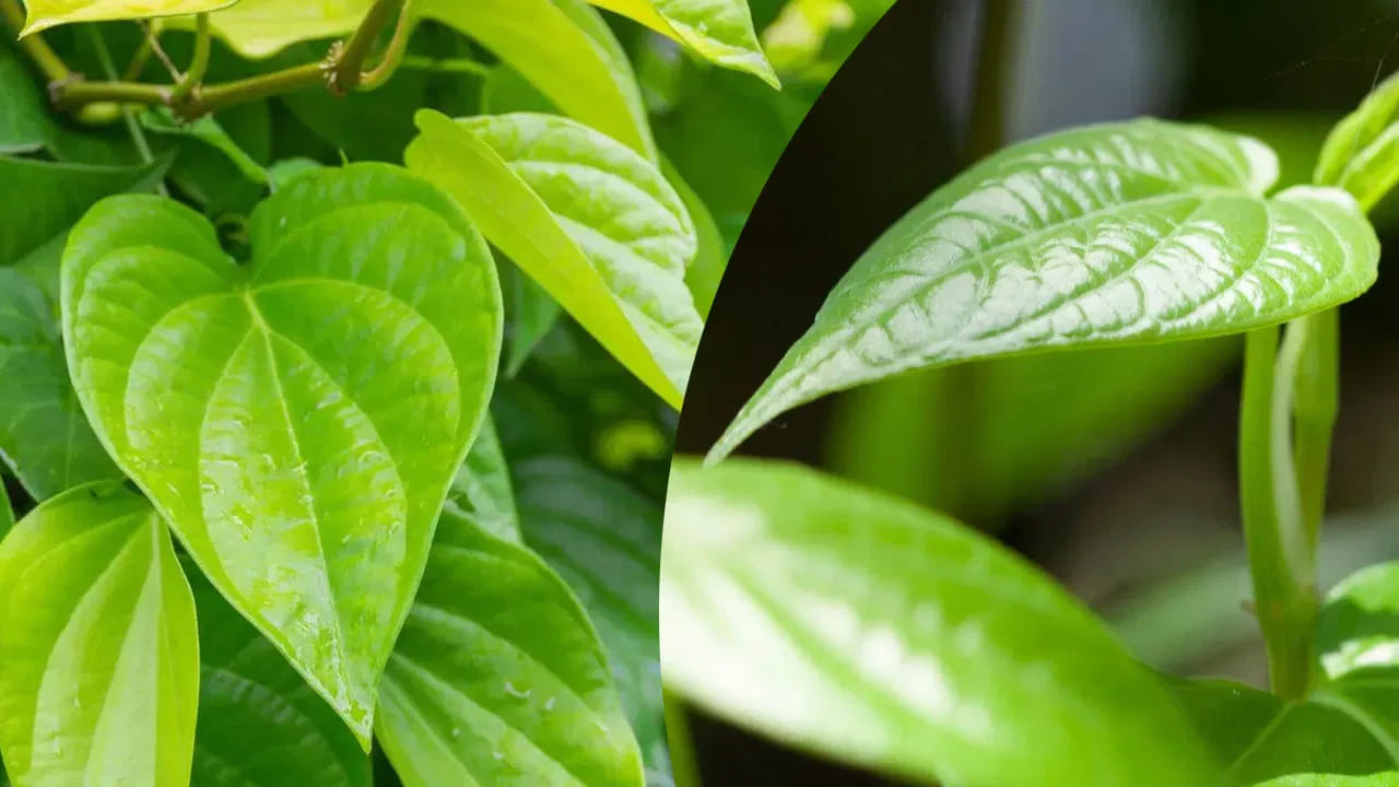 జైపూర్‌కు చెందిన క్లినికల్ ఆయుర్వేద నిపుణురాలు డాక్టర్ కిరణ్ గుప్తా మాట్లాడుతూ.. తమలపాకులు పోషకాలకు నిలయమని వివరిస్తున్నారు. తలనొప్పి నుండి ఉపశమనం కలిగించడంలో సహాయపడే వివిధ గుణాలు వాటిలో ఉన్నాయి. తీవ్రమైన తలనొప్పి ఉంటే, తమలపాకులను నూరి ఆ పేస్ట్‌ను పూయడం వల్ల ఉపశమనం లభిస్తుంది. నిజానికి, తమలపాకులకు చల్లదనాన్నిచ్చే గుణం ఉండటం వల్ల నొప్పి తగ్గుతుంది.