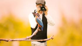 పక్షుల రంగులు, ఆకారాలను గమనిస్తే జ్ఞాపకశక్తి పెరుగుతుందా?