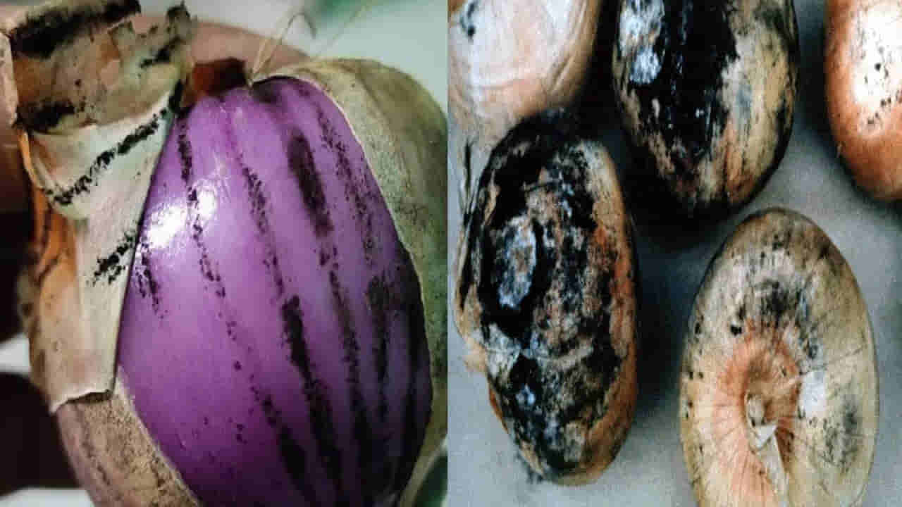 ఉల్లిపాయలు తినే ప్రతీ ఒక్కరు ఇదీ తెలుసుకోవాలి.. లేకపోతే ప్రాణాలకే రిస్క్ జాగ్రత్త..