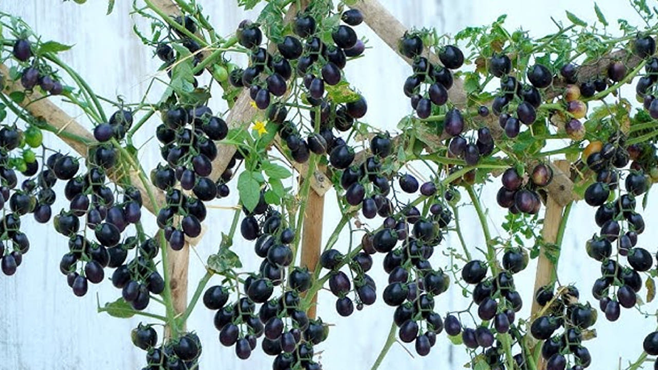  అయితే, వీటిని తినడం వలన కొన్ని రకాల సమస్యలు తగ్గుతాయని చెబుతున్నారు.అంతేకాదు, ఇది గుండె ఆరోగ్యానికి కూడా చాలా మంచిది. ఇంకా ఇమ్యూనిటీని కూడా పెంచుతాయి. అందుకే వైద్యులు కూడా వీటిని తినమని చెబుతారు. 