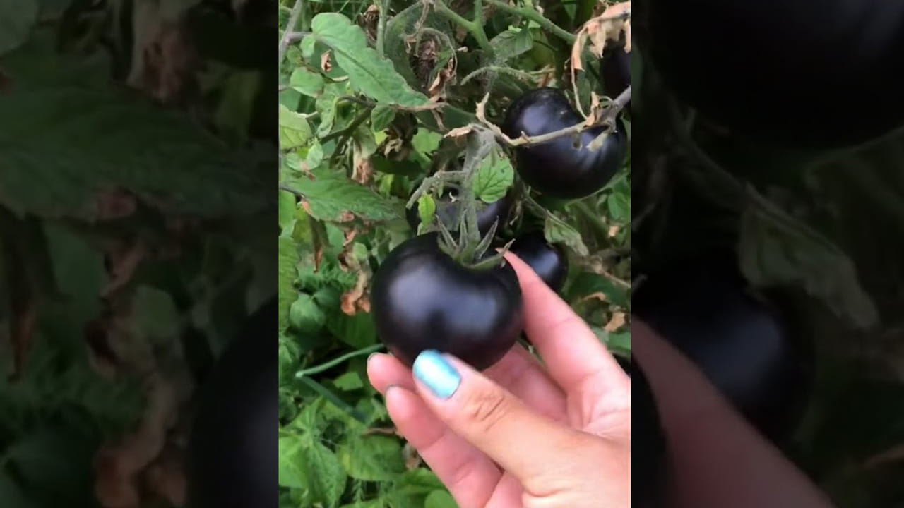 
వీటిని తినడం మన ఫుడ్ డైట్ లో చేర్చుకోవడం వలన శరీరంలోని  కణాలు కూడా దెబ్బ తినకుండా ఇవి కాపాడతాయి. ఇంకా ఇవి వృద్ధాప్య ఛాయలను పూర్తిగా తగ్గించడంలో కీలక పాత్రలు పోషిస్తాయి. 