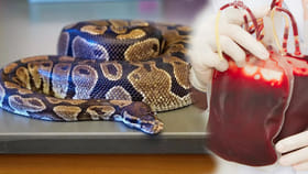 మానవులు కొండ చిలువ రక్తం తాగితే ఏం జరుగుద్దో తెలుసా? ఊహించని లాభం