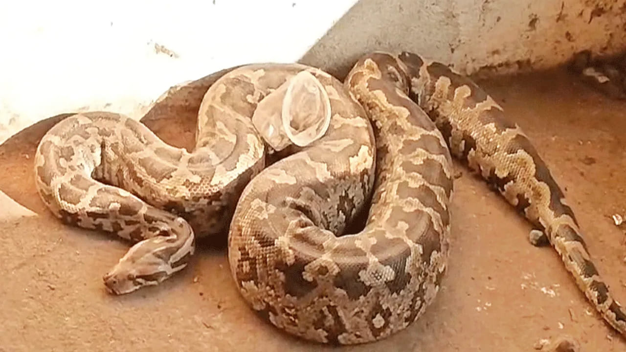 కొండ చెలువలు చిన్న జంతువుల నుంచి మనుషులను కూడా అవలీలగా మింగగలవు. ఇవి ఎక్కువగా జలాశయాల సమీపంలో కనిపిస్తుంటాయి. ఇక వర్షకాలం వస్తే చాలు ఇవి పల్లె ప్రాతాలలో కూడా ఎక్కువగా కనిపిస్తాయి. వీటికి ఎక్కువగా విషం ఉండదు, కానీ ఇవి గట్టిగా చుట్టి, ప్రాణం తీసి మింగేస్తుంటాయి. అందుకే చాలా మంది వీటిని చూసి భయపడుతారు.