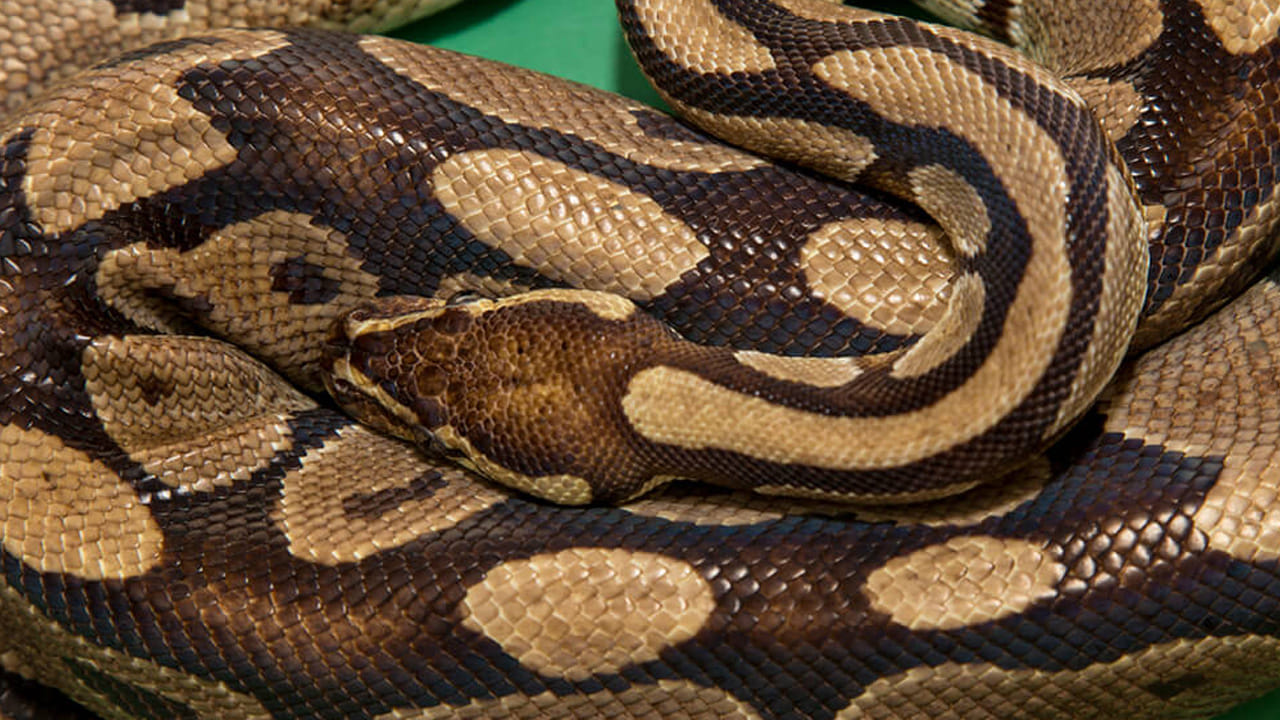 కొండచిలువల రక్తం తాగడం వలన చాలా త్వరగా బరువు తగ్గుతారంట. బర్మిస్ జాతికి చెందిన కొండచిలువ రక్తంలో ప్రత్యేక అణువులు ఉంటాయి. ఇవి అధిక బరువును తగ్గించడానికి అద్భుతంగా పని చేస్తాయంట. దీనిపై అధ్యయనం చేయగా ఈ విషయం వెలుగులోకి వచ్చింది.